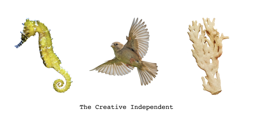 interview with Pola Pucheta for the creative independent